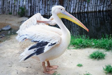 Sarı tepe NF'leri ile beyaz Pelikan tüy kanat kadar temizler