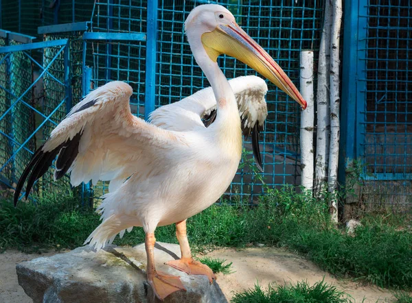 Weißpelikan mit großer gelber Spitze putzt Federflügel — Stockfoto