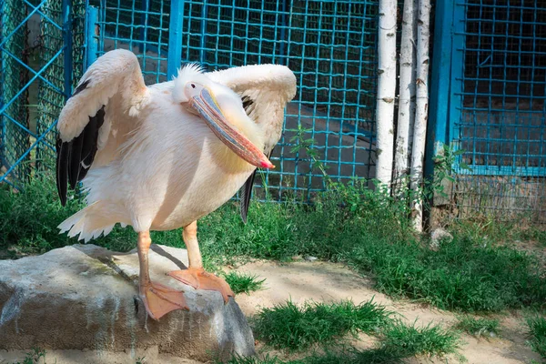 Weißer Vogelpelikan reinigt Federflügel mit großem gelben Nebel — Stockfoto