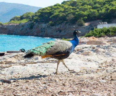 Kıyı kayaların üzerinde yürüyüş renkli mavi renkli tavus kuşu