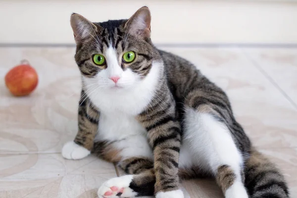 Gato doméstico con ojos verdes observa cautelosa e intensamente — Foto de Stock