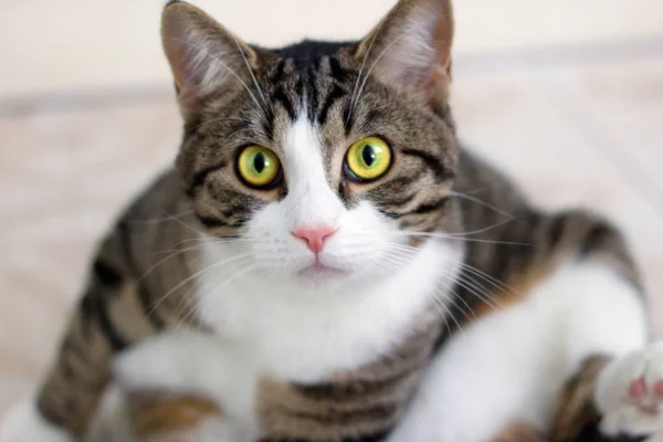 Gato doméstico con ojos verdes brillantes observa con cautela e inten —  Fotos de Stock
