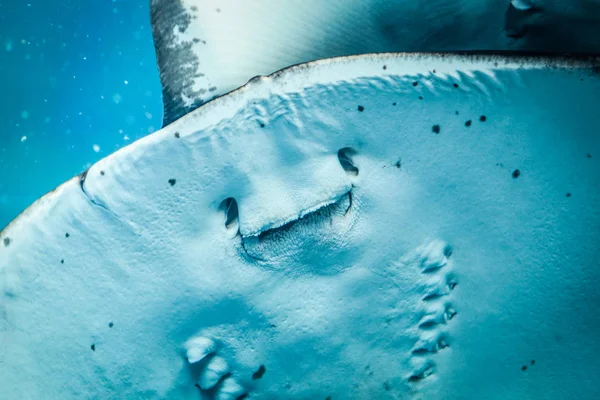 微笑刺魟 水下世界 — 图库照片