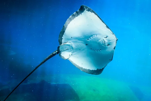 Stingray, sualtı dünyası, mavi gülümse.