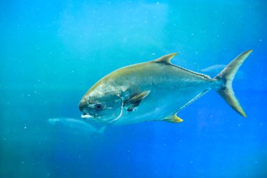 Mavi su büyük Gümüş Balık