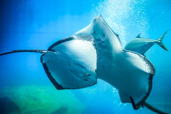 Två Stingrockor Underwater Blå Akvarium — Stockfoto