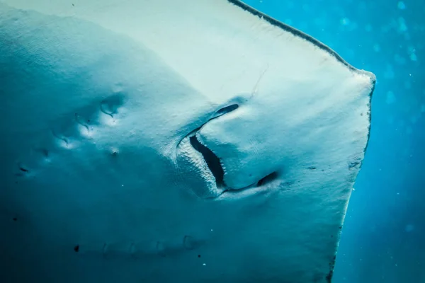 Stingray, sualtı dünyası, mavi gülümse.