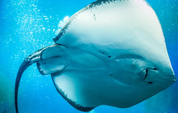 Smile Stingray Undervattensvärlden Blå — Stockfoto