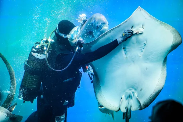 Alimentar Las Mantarrayas Acuario Buceador — Foto de Stock