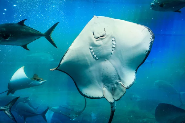 Smile Stingray Undervattensvärlden Blå — Stockfoto