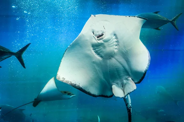 Stingray, sualtı dünyası, mavi gülümse.