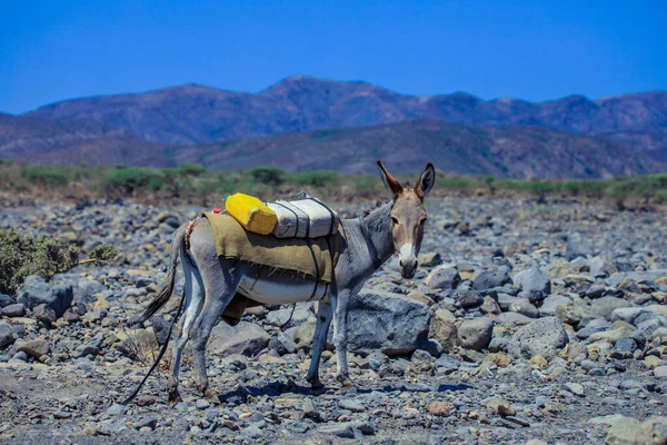 Jeden Osel Stojící Africké Poušti Džibuti — Stock fotografie