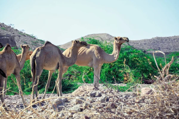 Καμήλες Που Περπατούν Στο Δρόμο Της Ερήμου Προς Την Πόλη — Φωτογραφία Αρχείου