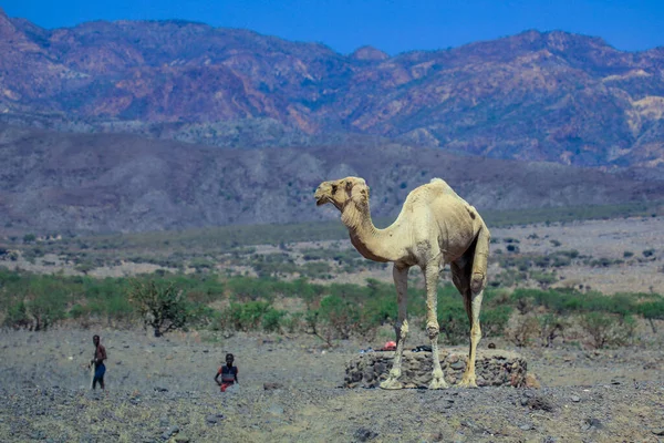 在通往非洲吉布提市的沙漠路上行走的骆驼 — 图库照片