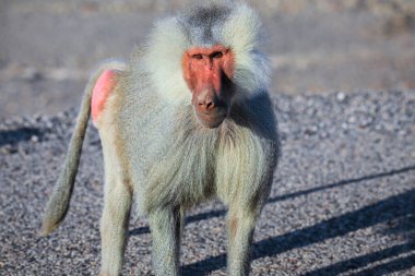 Big Family of the hamadryas baboon on the Road to Lake Assal, Djibouti clipart
