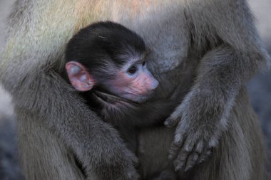 Young and Funny Baby of the hamadryas baboon on the Road to Lake assal, Djibouti clipart