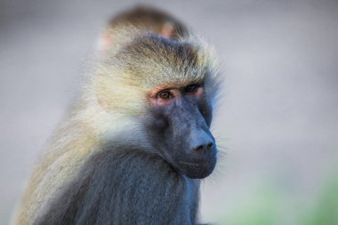 Cibuti 'deki Assal Gölü yolundaki büyük hamadryas babunu ailesi.