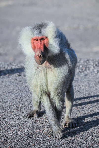 Grote Familie Van Hamadryas Baviaan Weg Naar Lake Assal Djibouti — Stockfoto