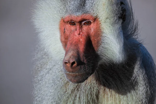 Big Family Hamadryas Baboon Road Lake Assal Djibouti — Stock Photo, Image