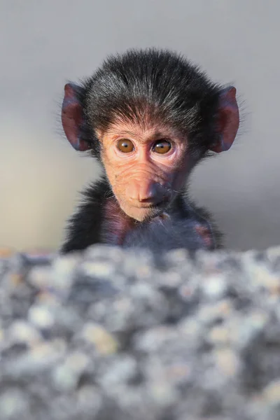 Young Funny Baby Hamadryas Baboon Road Lake Assal Djibouti — Stock Photo, Image