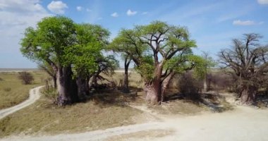 4K Hava Görüntüsü Nxai Pan Ulusal Parkı, Botswana 'daki Dev Baines Baobabs' a