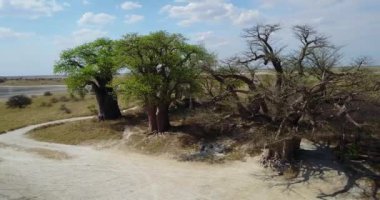 4K Hava Görüntüsü Nxai Pan Ulusal Parkı, Botswana 'daki Dev Baines Baobabs' a