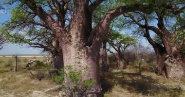 4K Hava Görüntüsü Nxai Pan Ulusal Parkı, Botswana 'daki Dev Baines Baobabs' a