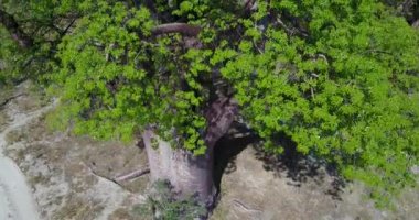 4K Hava Görüntüsü Nxai Pan Ulusal Parkı, Botswana 'daki Dev Baines Baobabs' a