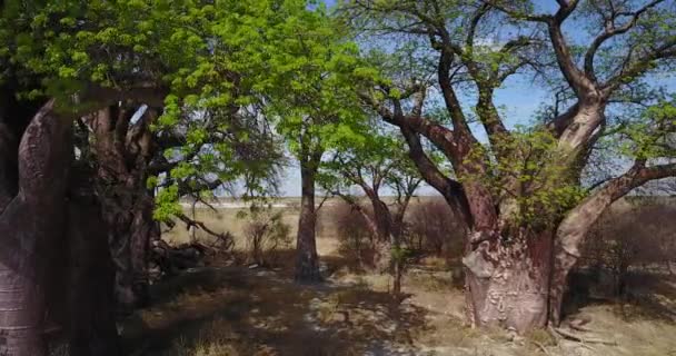 Footage Aerial View Giant Baines Baobabs Nxai Pan National Park — Stock Video