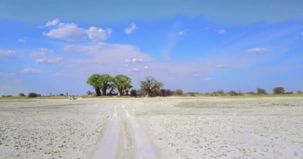 ボツワナのNxai Pan国立公園の巨大なベインズ バオバブへの空中ビューの4K映像 — ストック動画