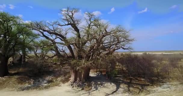 ボツワナのNxai Pan国立公園の巨大なベインズ バオバブへの空中ビューの4K映像 — ストック動画