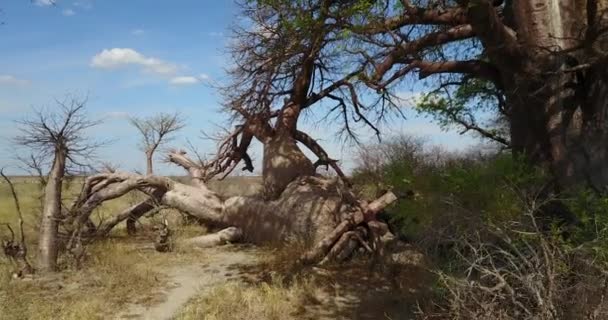 ボツワナのNxai Pan国立公園の巨大なベインズ バオバブへの空中ビューの4K映像 — ストック動画