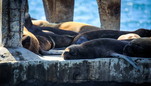 Leones Del Mar Salvaje Bajo Sol Muelle Cerca Playa Caleta — Foto de Stock