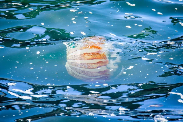 Jellyfish Listrado Alaranjado Branco Água Azul Clara Oceano Pacífico Perto — Fotografia de Stock