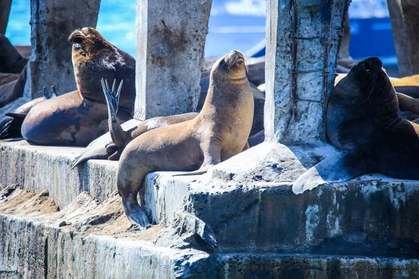 智利瓦尔帕莱索Playa Caleta Portales附近的码头上 太阳下的野生海狮 — 图库照片