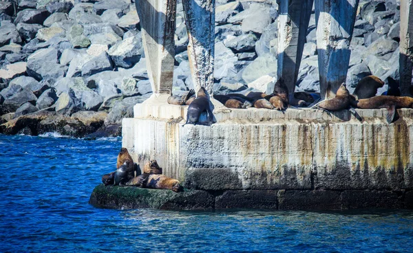 Leones Del Mar Salvaje Bajo Sol Muelle Cerca Playa Caleta — Foto de Stock