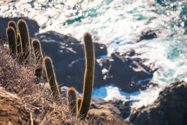 Increíble Vista Cactus Acantilados Olas Del Océano Pacífico Cerca Vina — Foto de Stock