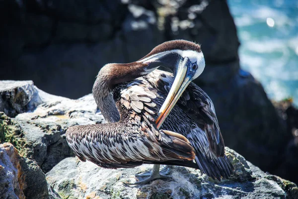 Big Brown Pelican Seating Stone Vina Del Mar Chile — стокове фото