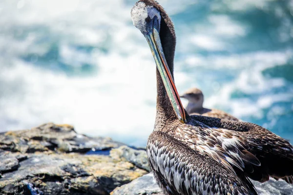Big Brown Pelican Seating Stone Vina Del Mar Chile — стокове фото