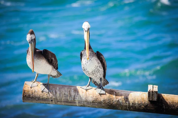 Big Brown Pelican Seating Stone Cerca Vina Del Mar Chile — Foto de Stock