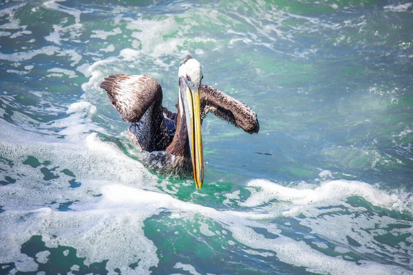 Big Brown Pelican Seating Stone Cerca Vina Del Mar Chile — Foto de Stock