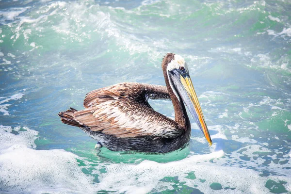 Big Brown Pelican Seating Stone Cerca Vina Del Mar Chile — Foto de Stock