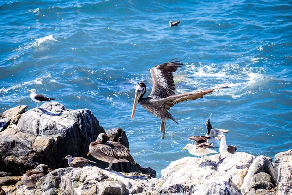 Big Brown Pelican Seating Stone Vina Del Mar Chile — стокове фото