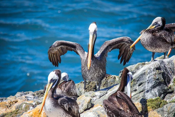 Big Brown Pelican Seating Stone Vina Del Mar Chile — стокове фото