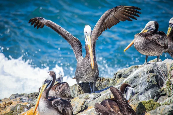 Big Brown Pelican Seating Stone Cerca Vina Del Mar Chile — Foto de Stock