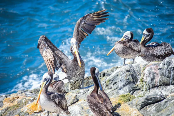 Big Brown Pelican Seating Stone Vina Del Mar Chile — стокове фото