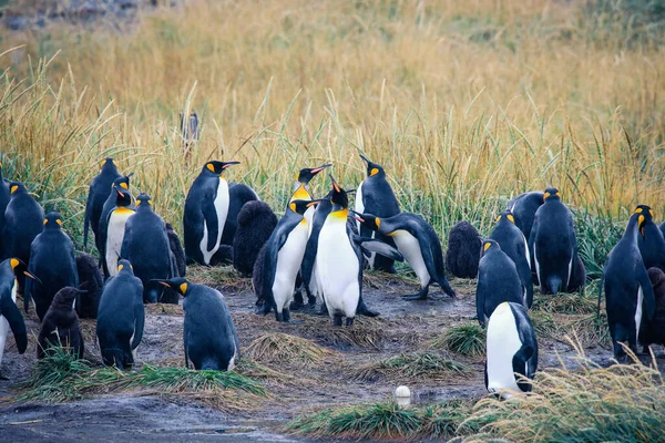 Big King Penguins Colony Parque Pinguino Rey Porvenir Tierra Del — стокове фото