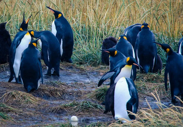 Big King Penguins Colony Parque Pinguino Rey Porvenir Tierra Del — стокове фото