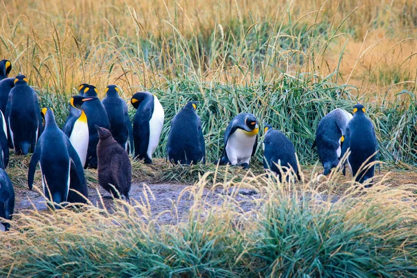 Big King Penguins Kolónia Parque Pinguino Rey Közelében Porvenir Tierra — Stock Fotó