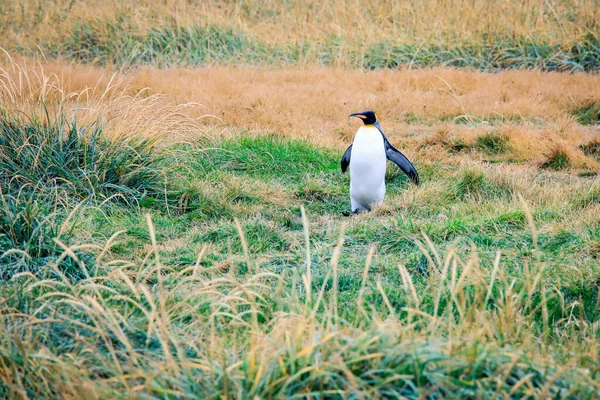 Jeden Velký Král Tučňák Chůze Bití Křídla Kolonii Parque Pinguino — Stock fotografie